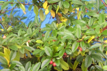 Preview: Cotoneaster salicifolius Parkteppich 2